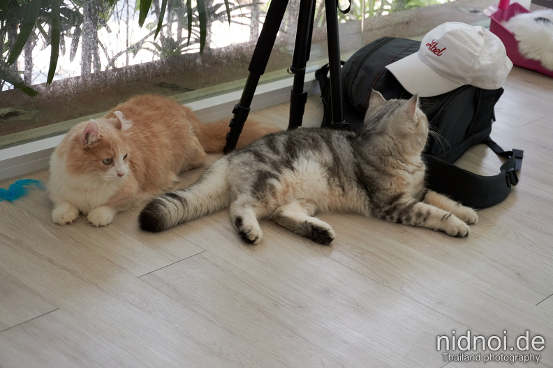 2023-03-28 - Cat Cafe Sriayuthaya 19